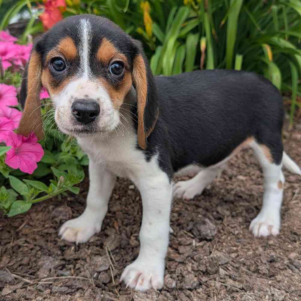 pet-img