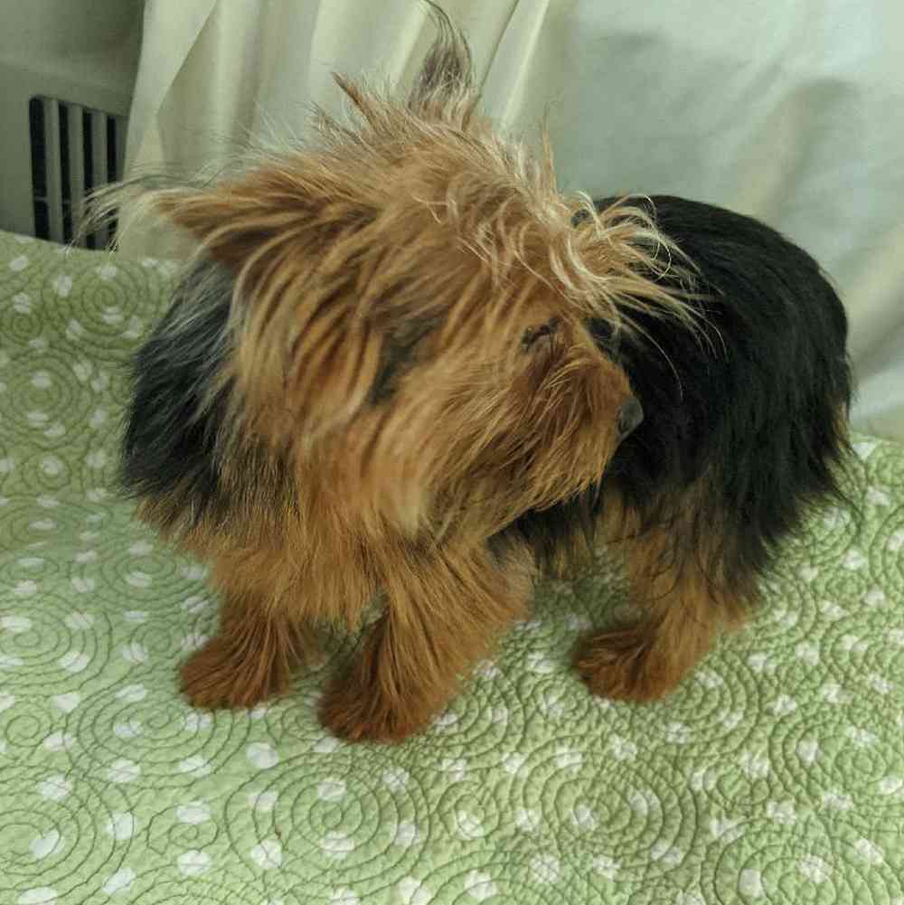 carousel pet images