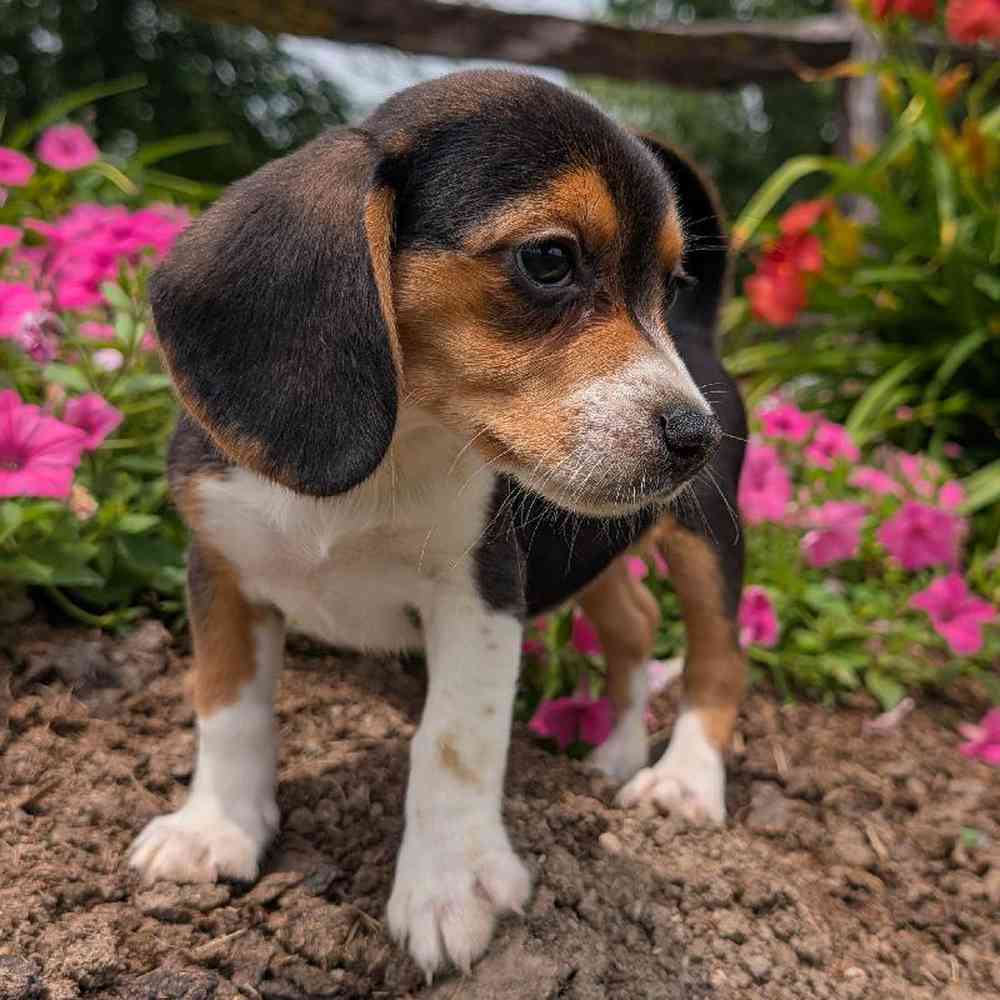 pet-img