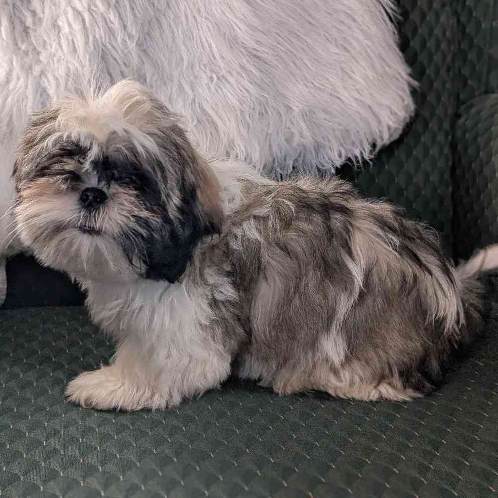 carousel pet images