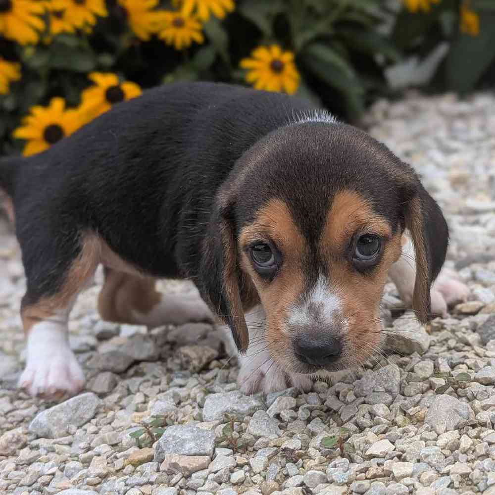 Female Beagle Puppy for Sale in Bloomington, IN