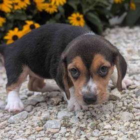 Beagle