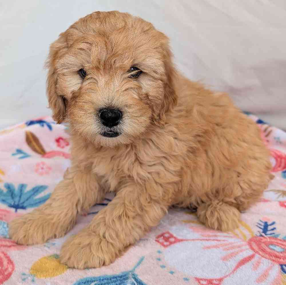 carousel pet images