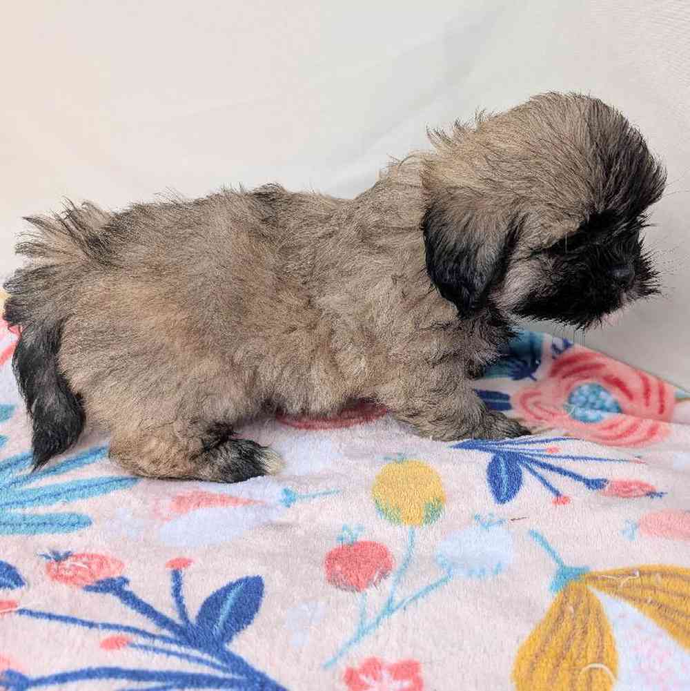 carousel pet images