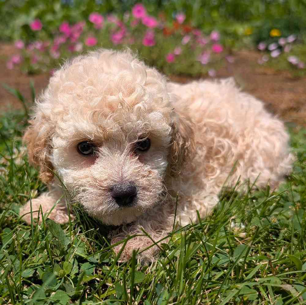 carousel pet images