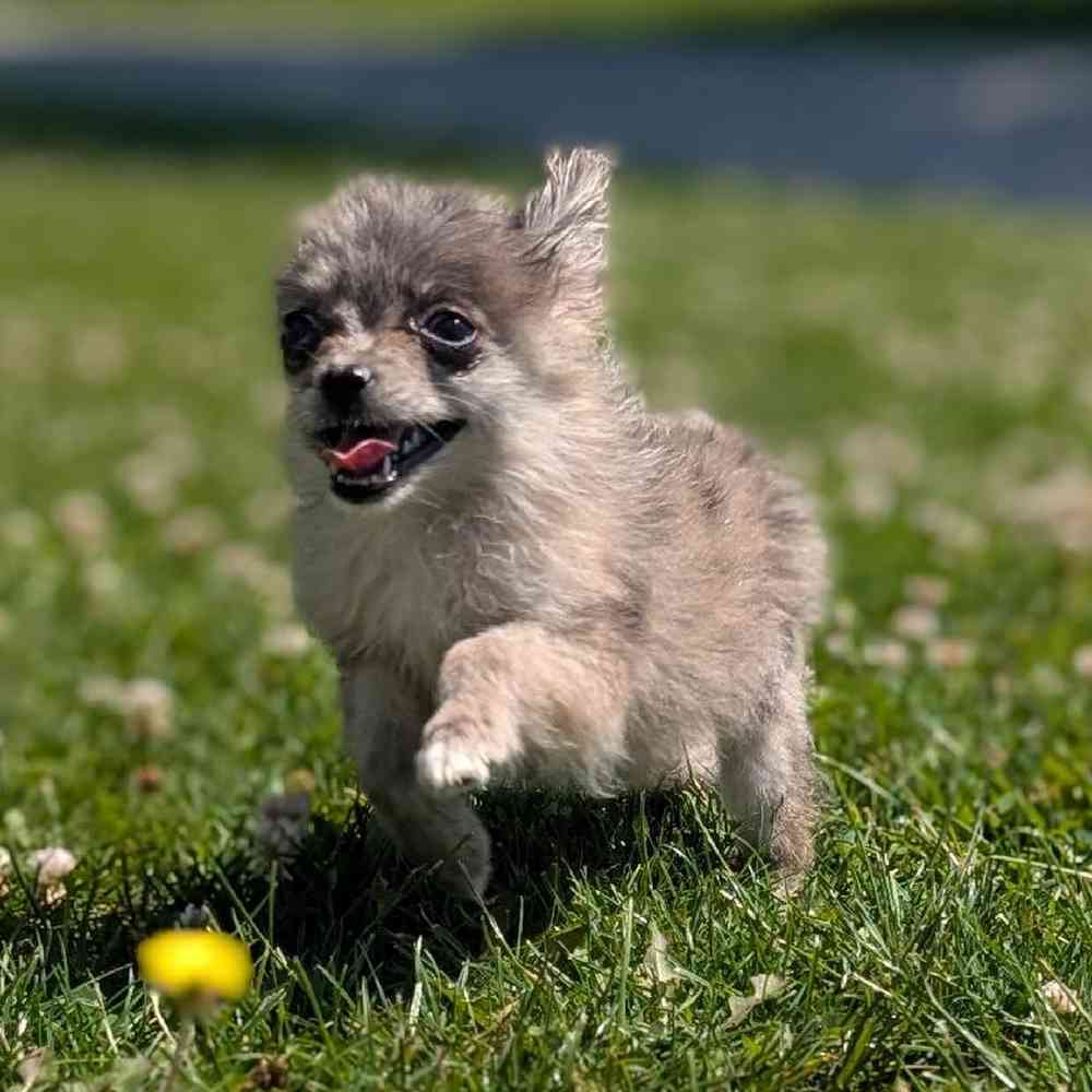carousel pet images