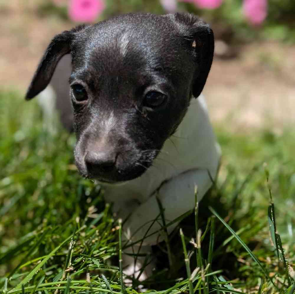 carousel pet images