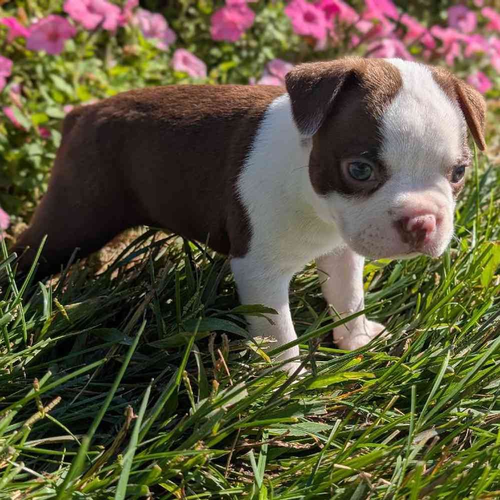 carousel pet images