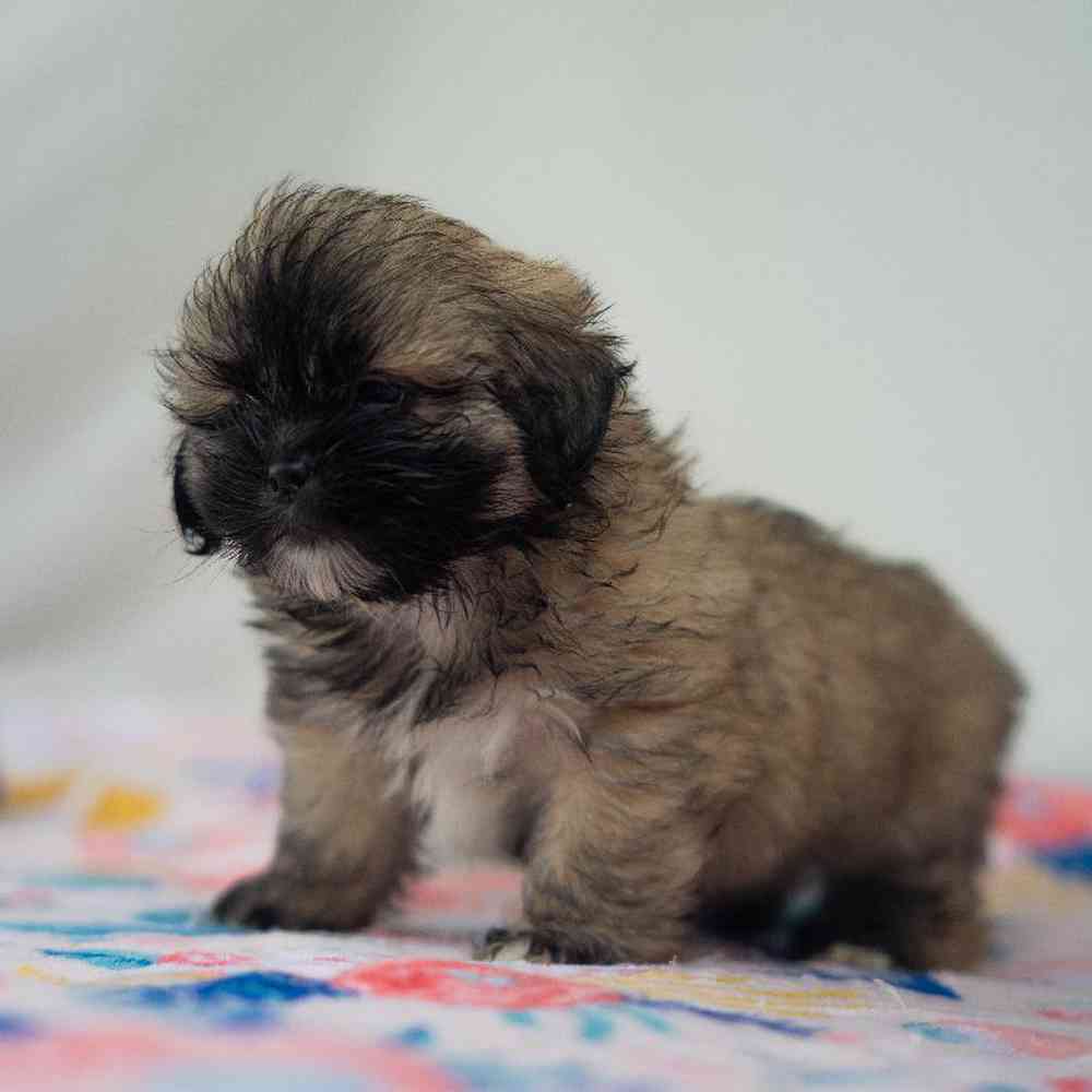 carousel pet images