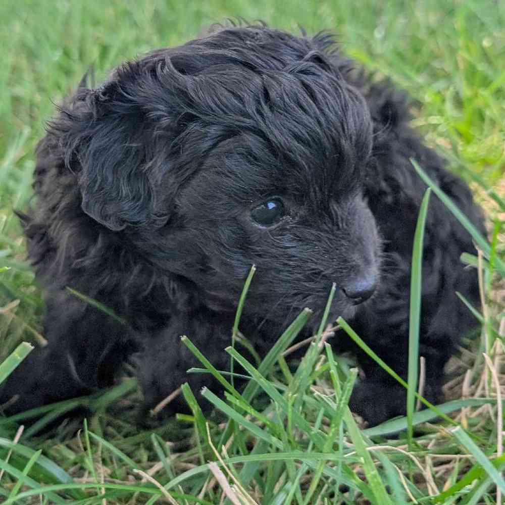 carousel pet images
