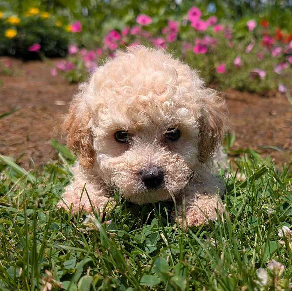 carousel pet images