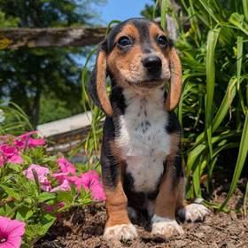 Beagle