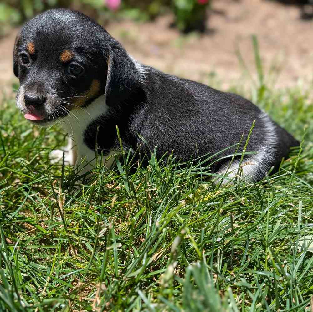 carousel pet images
