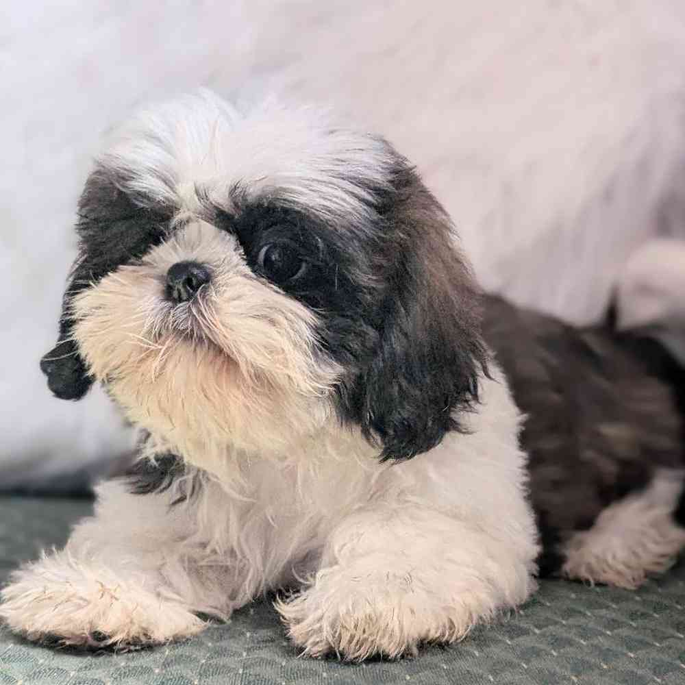 carousel pet images