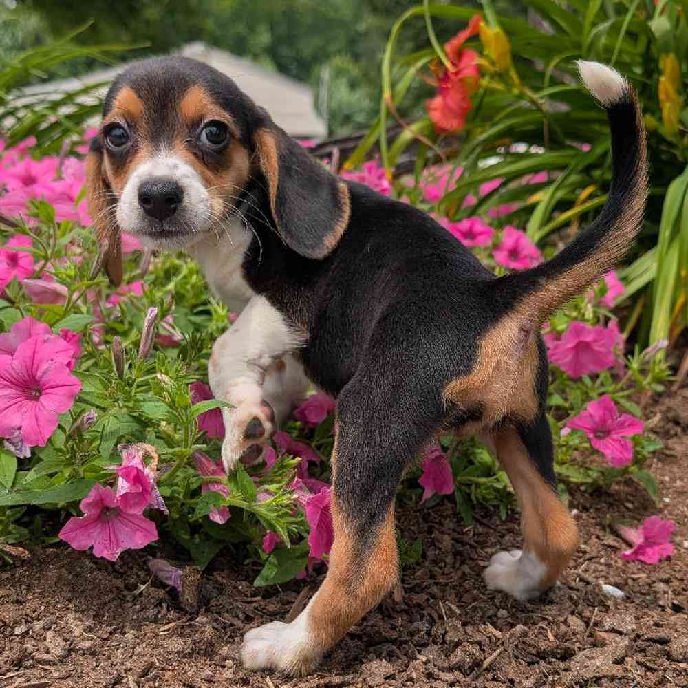 carousel pet images