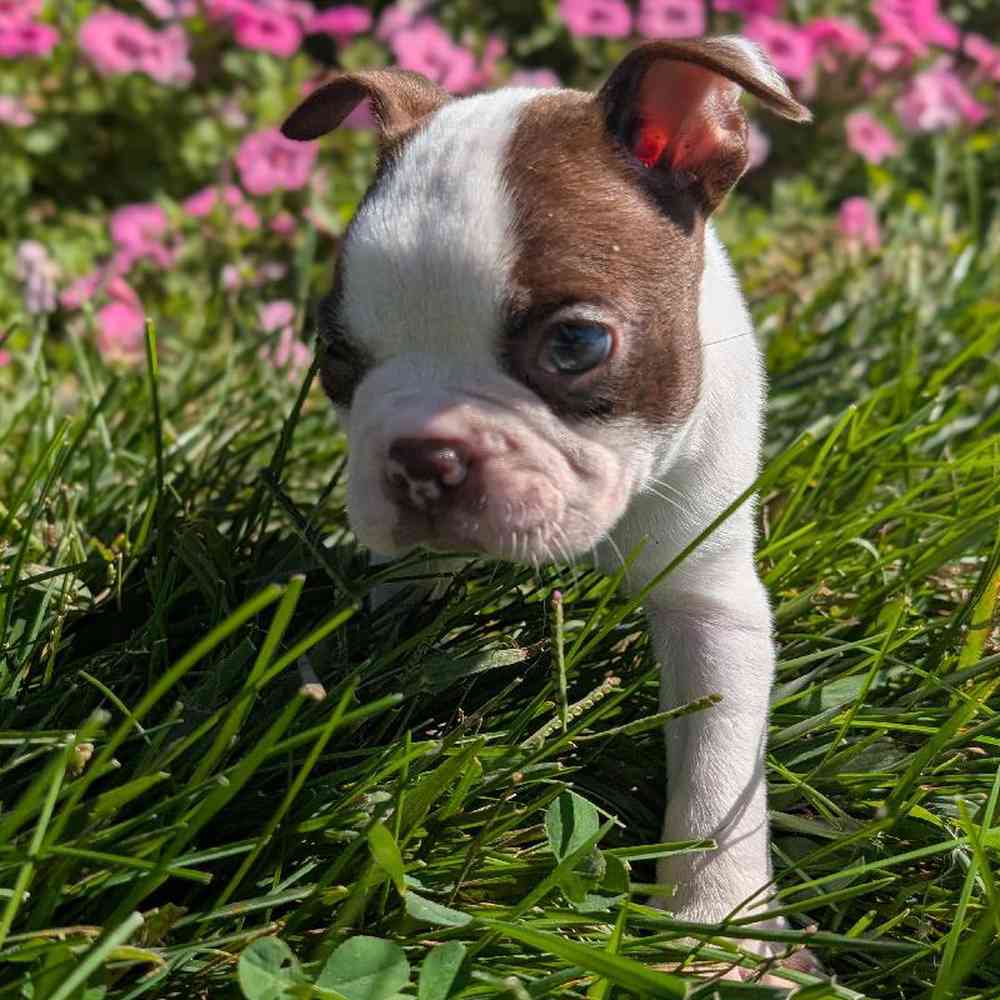 carousel pet images
