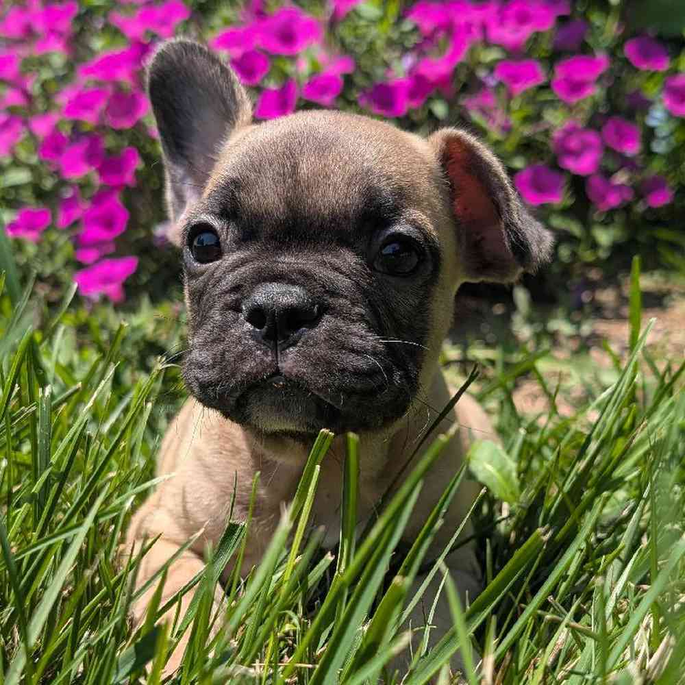 Male French Bulldog Puppy for Sale in Bloomington, IN