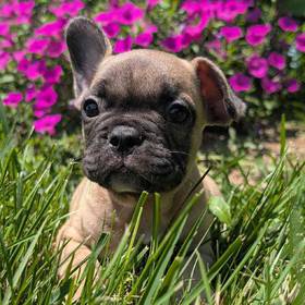 French Bulldog