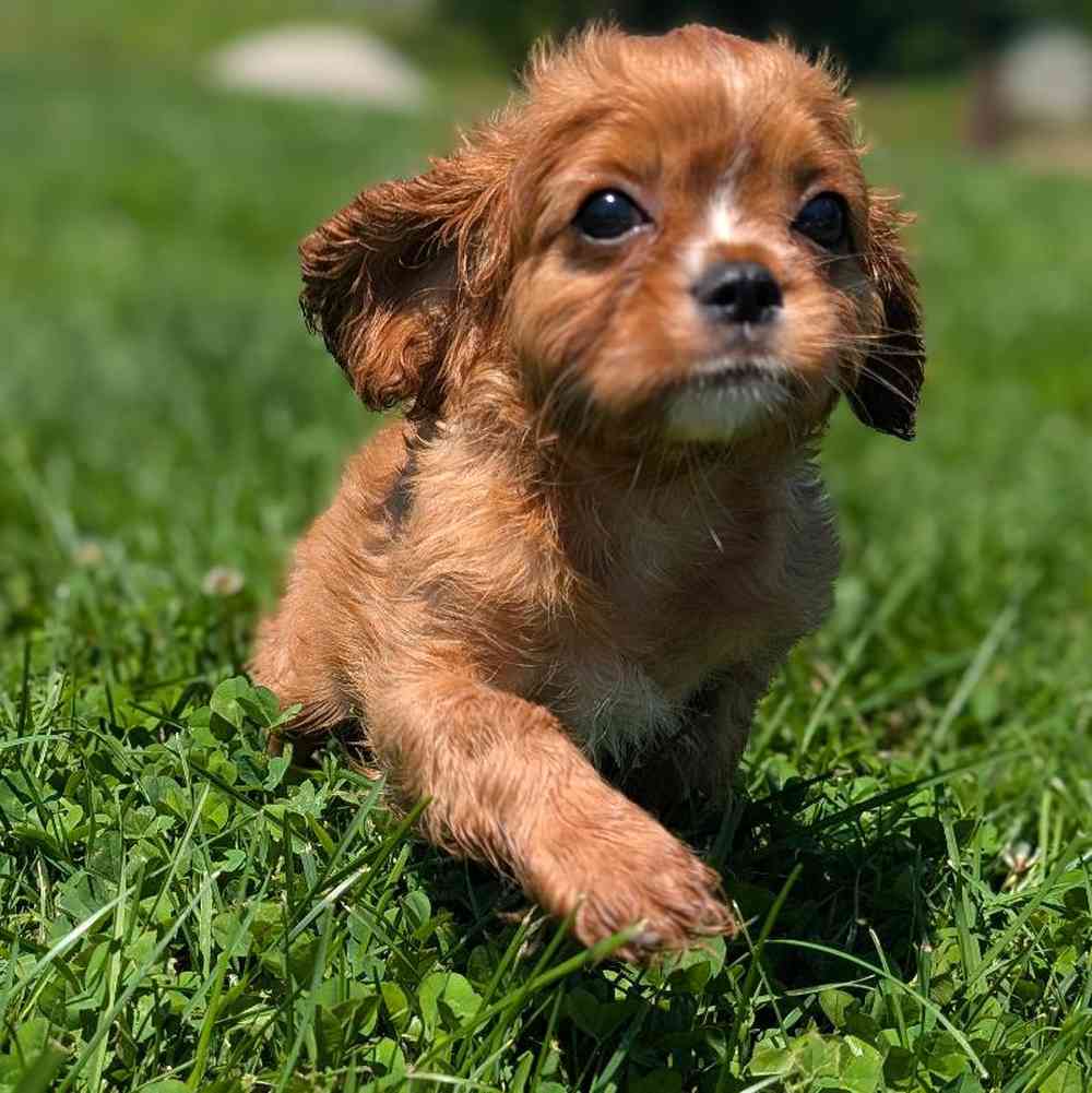 carousel pet images