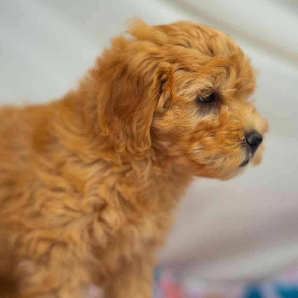 carousel pet images