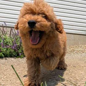 Cavapoo