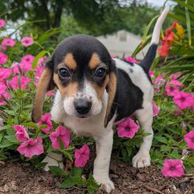 Beagle