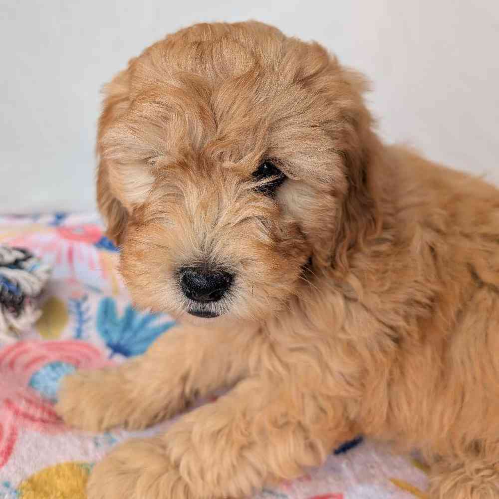 carousel pet images