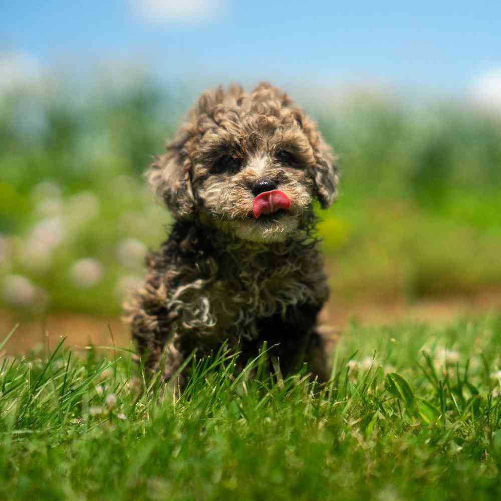 carousel pet images