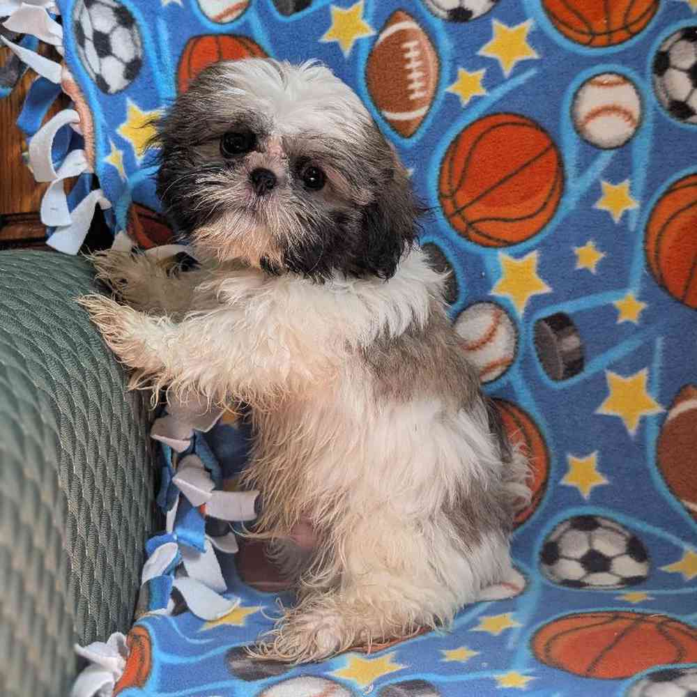carousel pet images