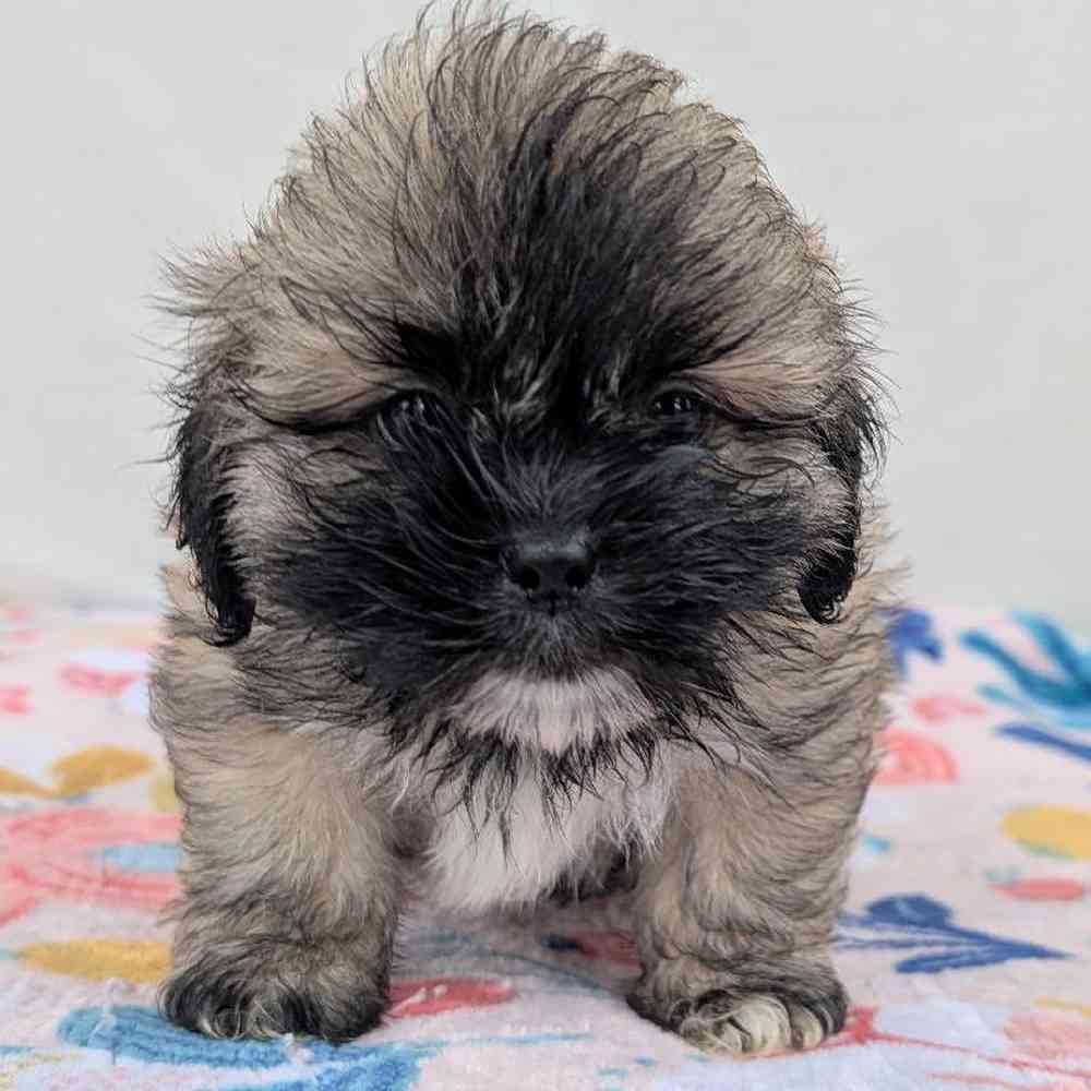 carousel pet images