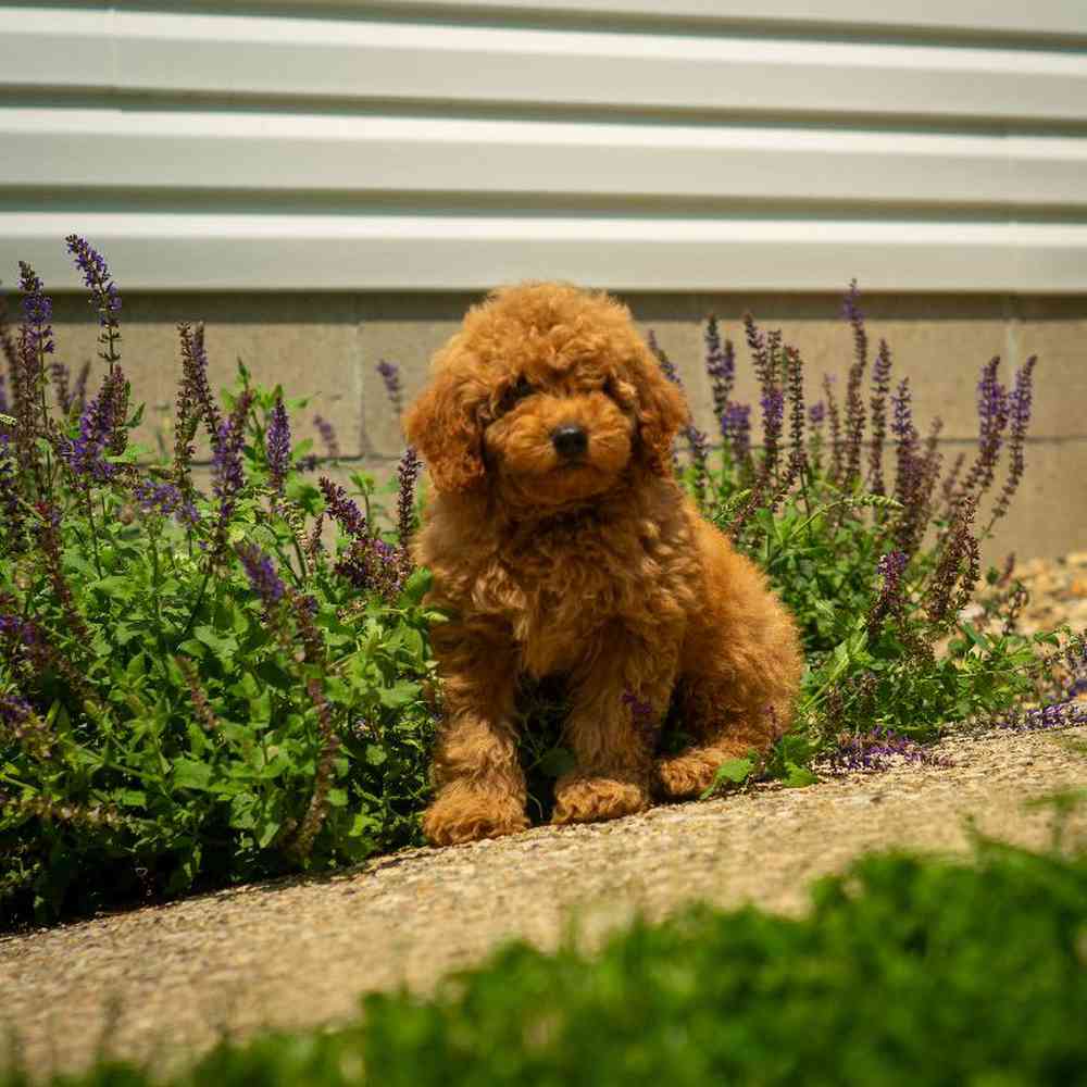 carousel pet images