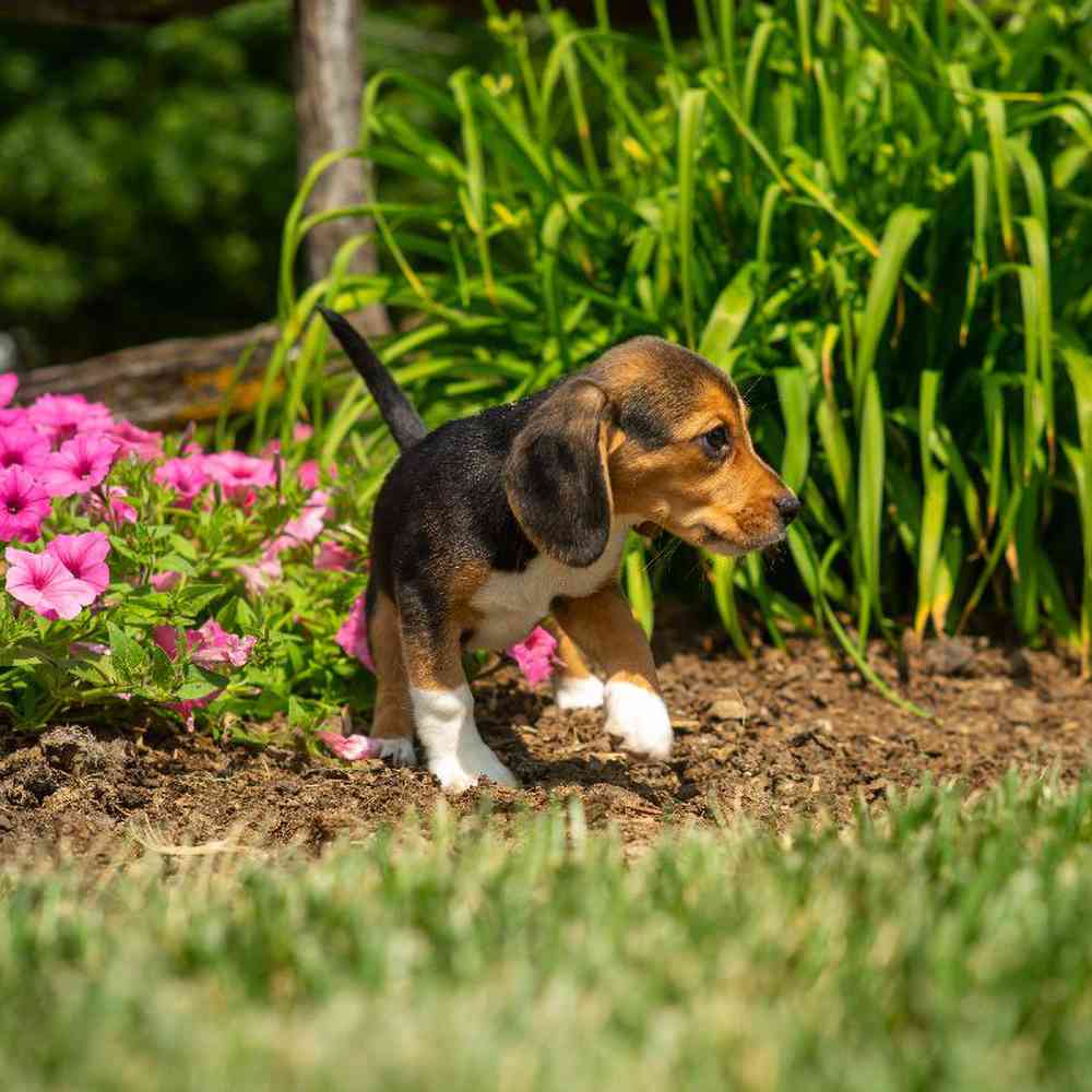 carousel pet images