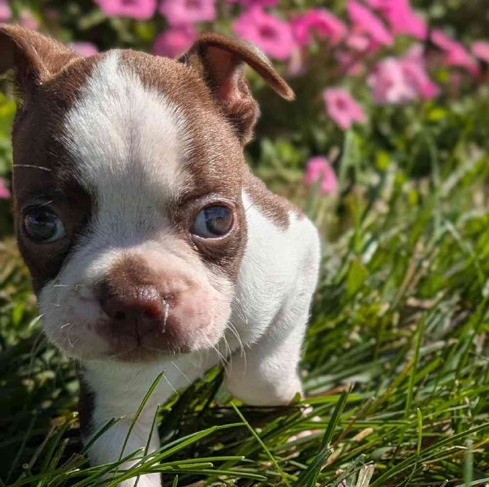 carousel pet images