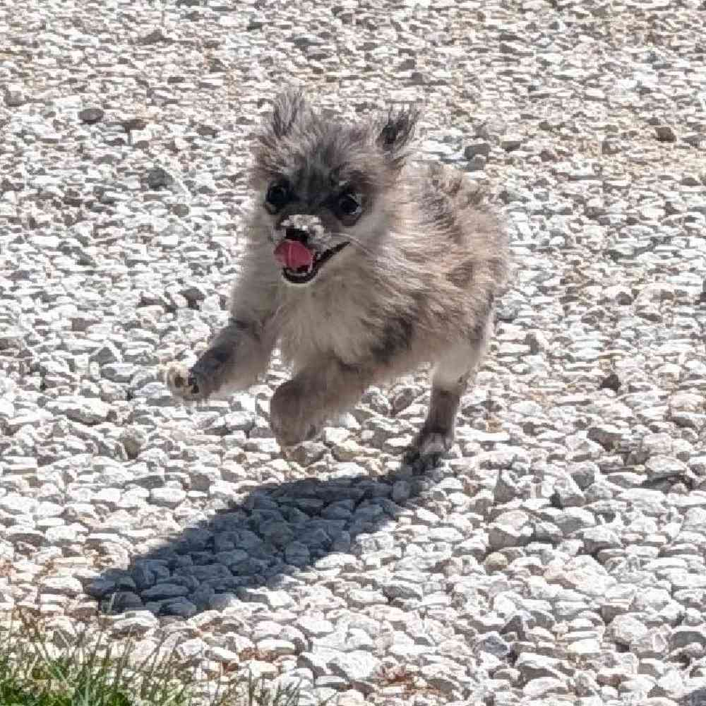 Female Pomeranian Puppy for Sale in Bloomington, IN