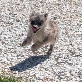 Pomeranian