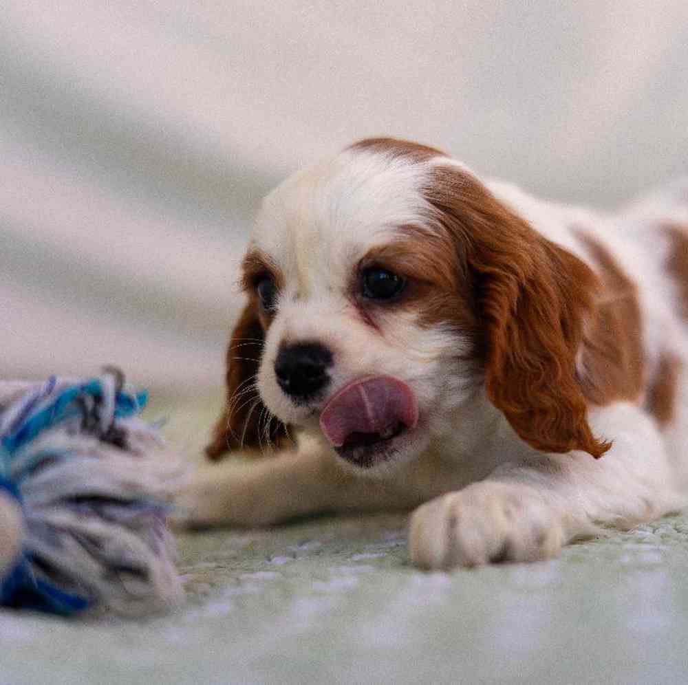 carousel pet images