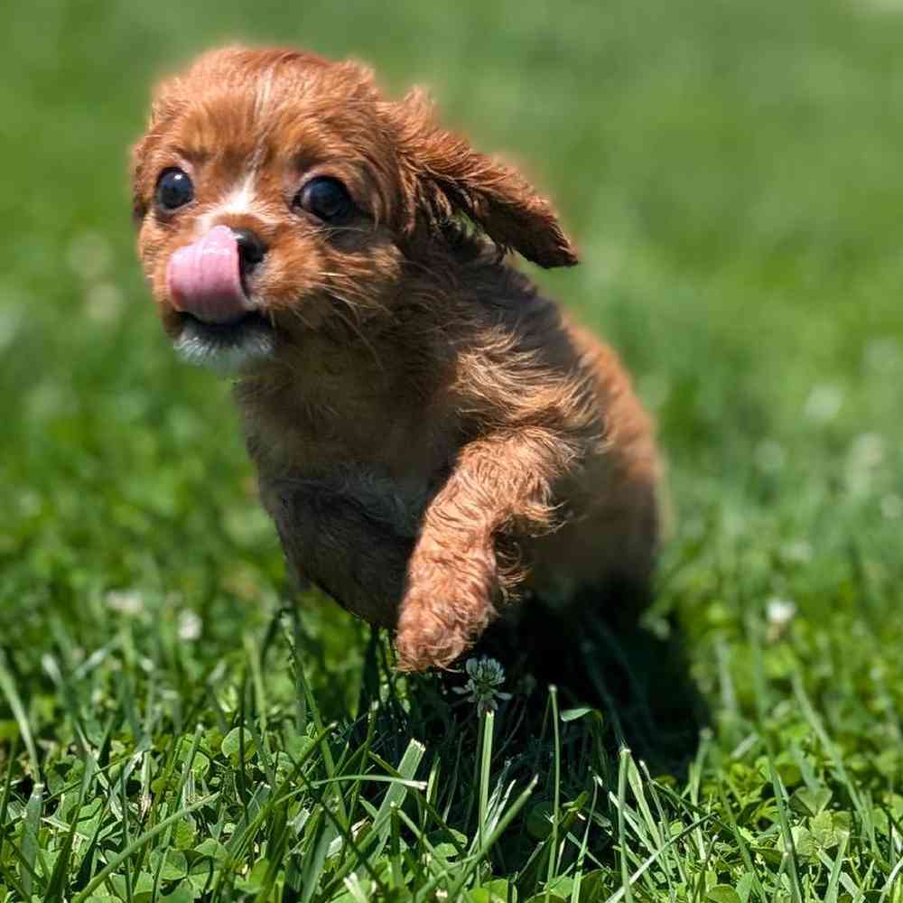carousel pet images