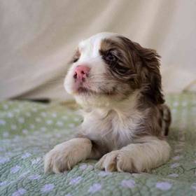 Cocker Spaniel