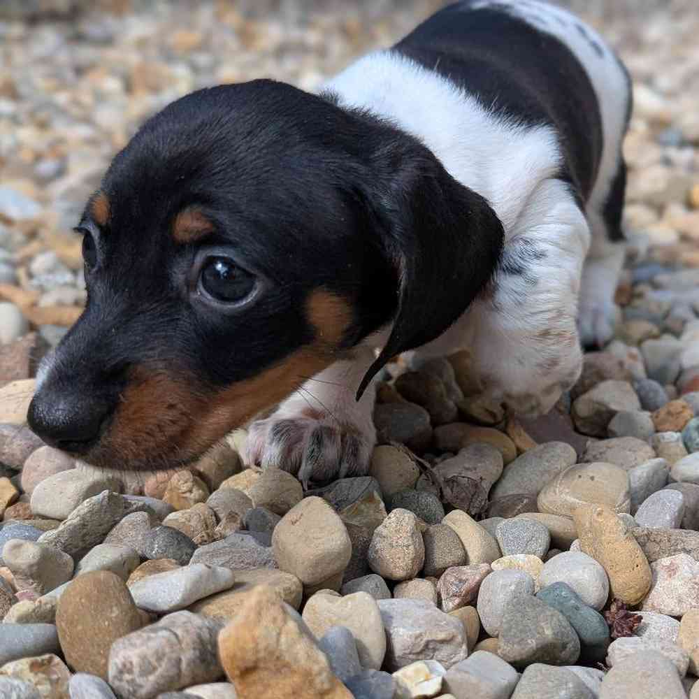 Female Mini Dachshund Puppy for Sale in Bloomington, IN