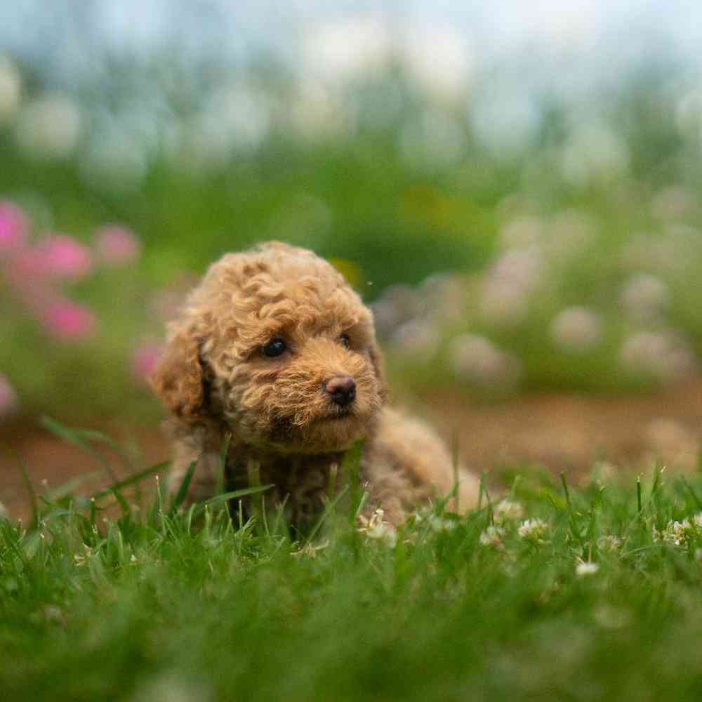 carousel pet images