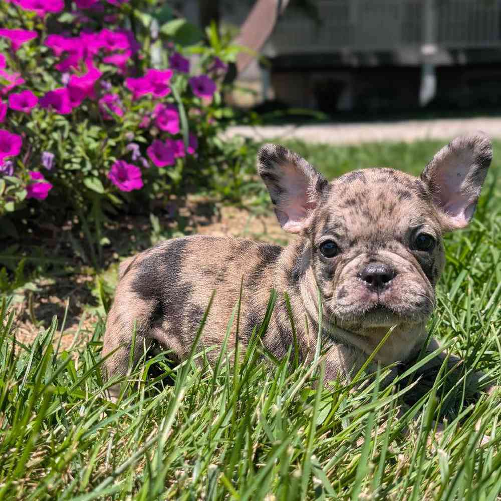 carousel pet images