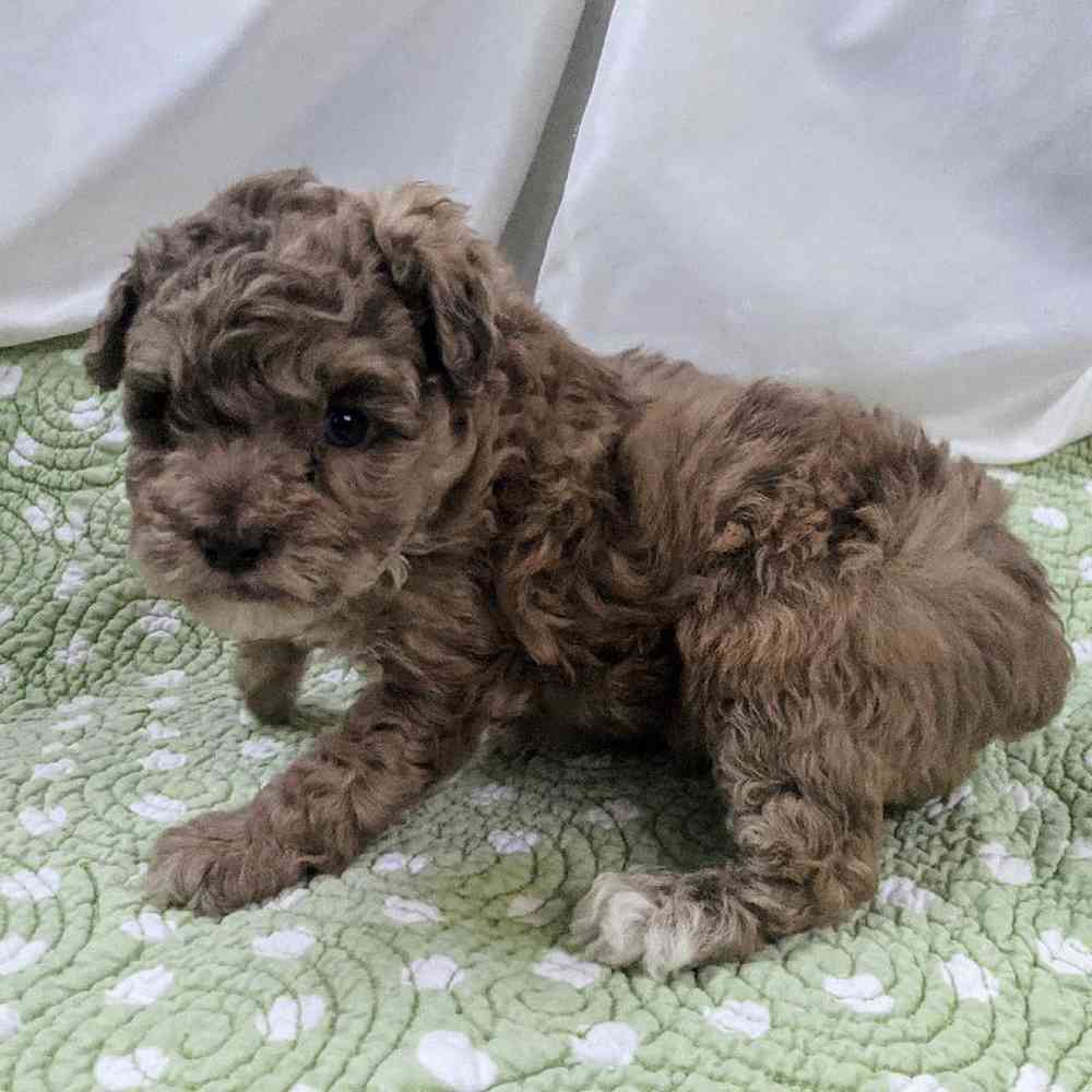 Poodle Toy Puppy For Tdkennels