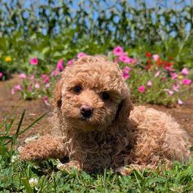 Poodle Toy