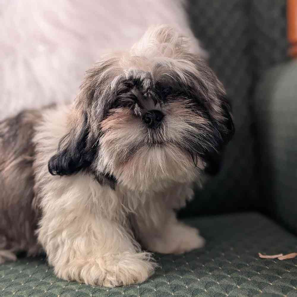 carousel pet images