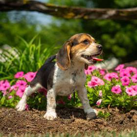 Beagle