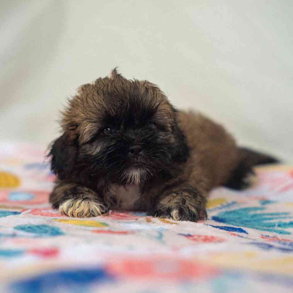 carousel pet images