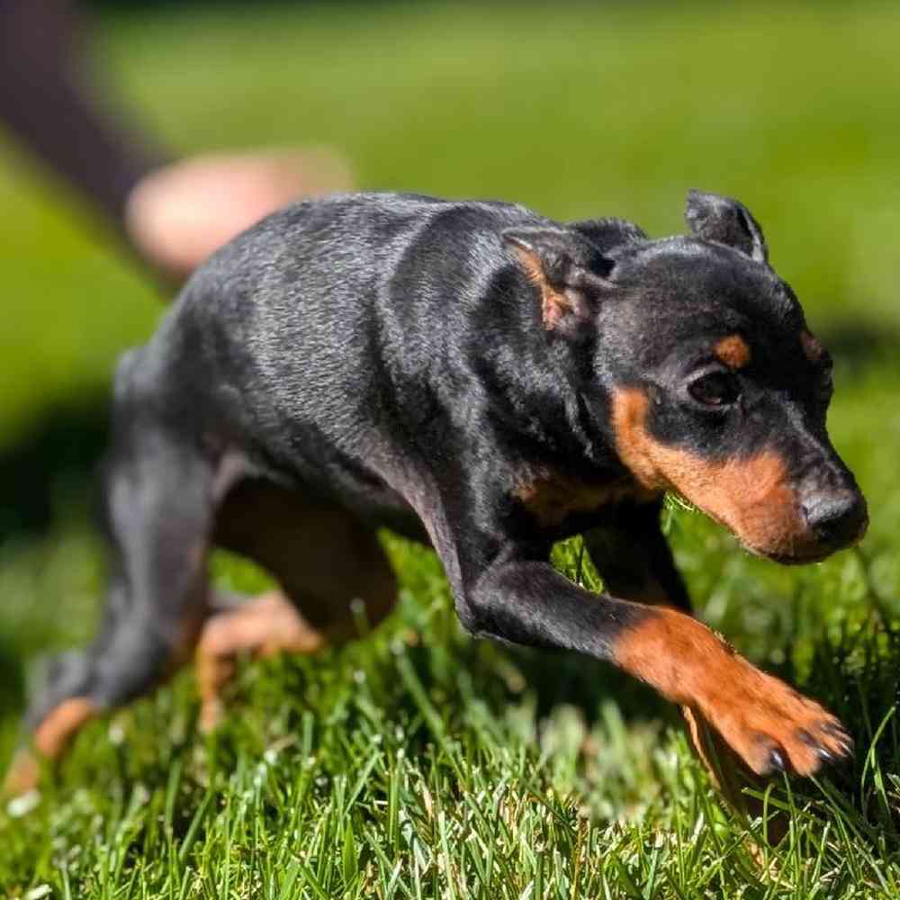 carousel pet images