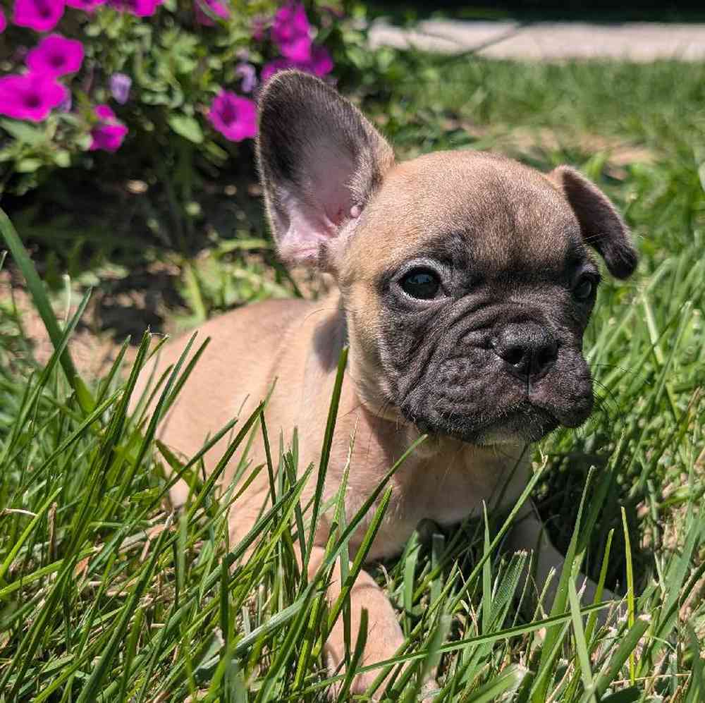 carousel pet images