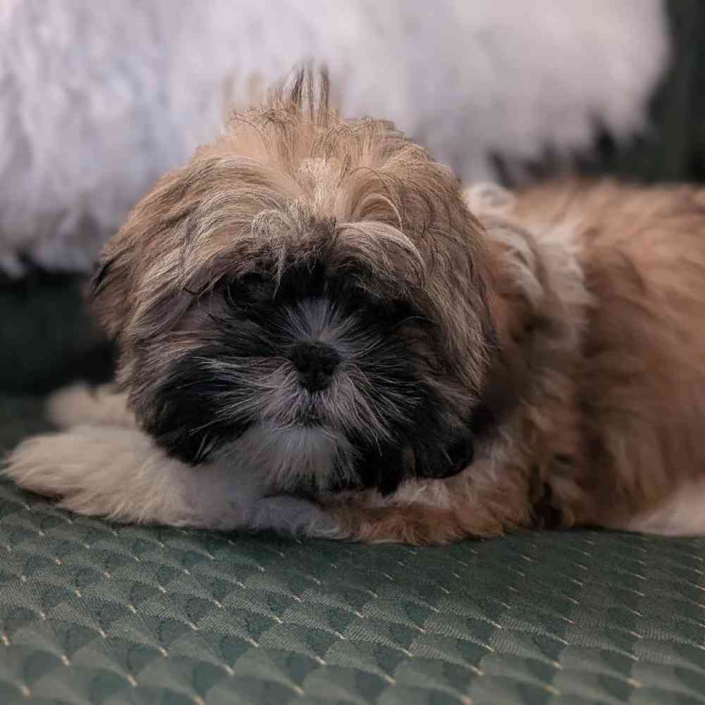 carousel pet images
