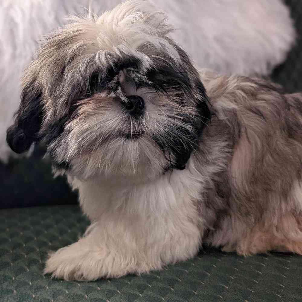 carousel pet images
